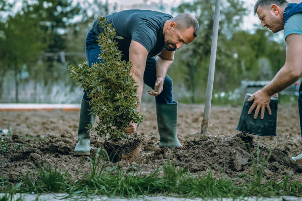 Reliable Porterville, CA Tree Service Solutions